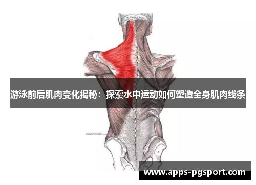 游泳前后肌肉变化揭秘：探索水中运动如何塑造全身肌肉线条